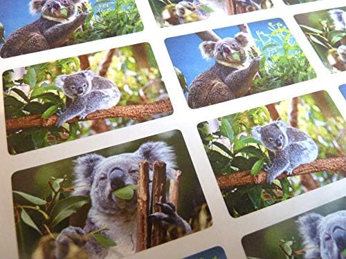 24 Koala ayı, yaban hayatı hayvan kendinden yapışkanlı etiketler çıkartmaları çocuklar ve el sanatları için